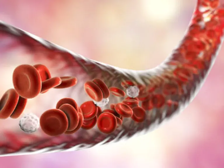 Blood Vessels